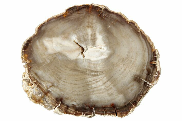 Polished Petrified Wood (Bald Cypress) Round - Washington #253075